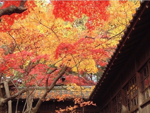 色鮮やかな紅葉が境内を彩る/本土寺の紅葉 画像提供：本土寺