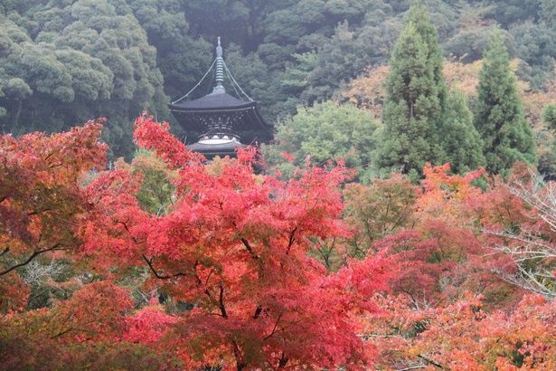 見頃を迎えそうな紅葉名所をピックアップ※写真は永観堂 禅林寺の紅葉 画像提供：京都 禅林寺蔵