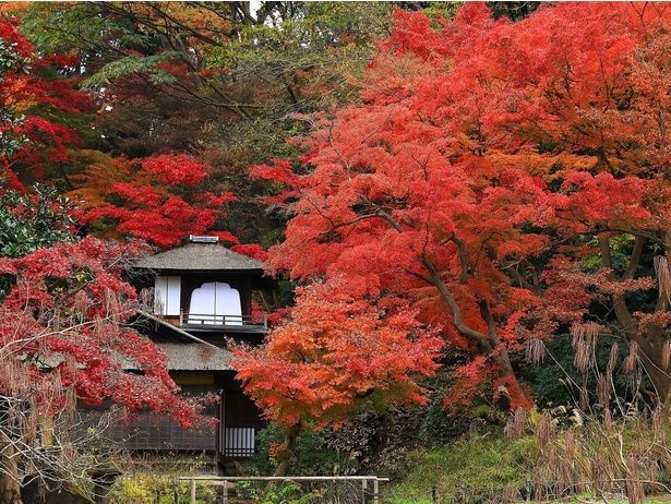 横浜で、古都のような紅葉の風景が楽しめる/三溪園の紅葉 画像提供：三溪園