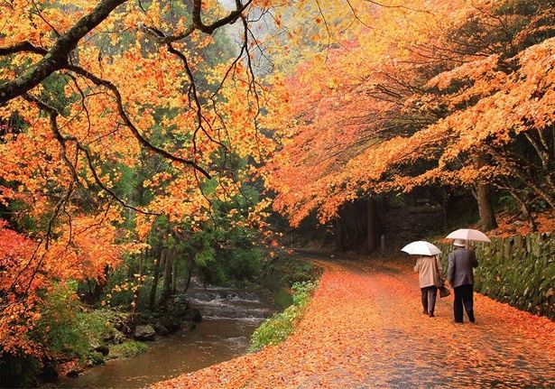 県内屈指の紅葉の名所として多くの参拝者や観光客が訪れる/佛通寺の紅葉 画像提供：三原観光協会