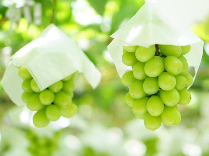 All About ニュース編集部が全国250人を対象に実施した「お土産に関するアンケート」の調査結果から、旅先で買いたい「山梨県のお土産」ランキングを発表！ 2位「玉洋かん（シャインマスカット）（保延商会）」を抑えた1位は？