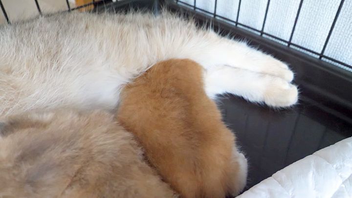 母猫の足に挟まって眠る子猫