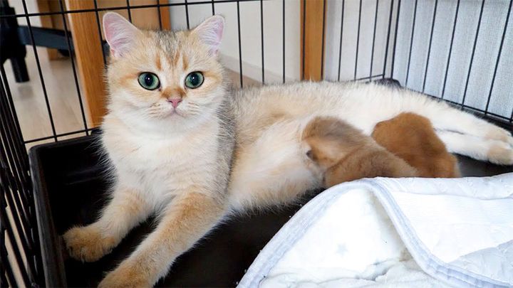 母猫の足に挟まって眠る子猫