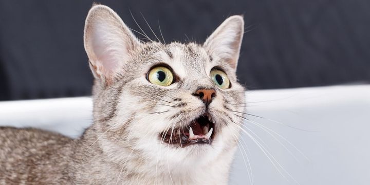 猫の投げかける「ニャー」に男女差はあるのか？