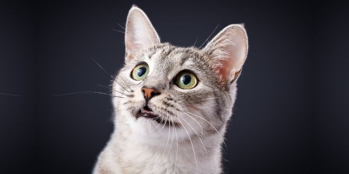 なぜ猫は男性飼い主に対して鳴き声頻度が上がるのか？