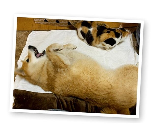 湿り犬コーナー…？ （C）宮路ひま／KADOKAWA