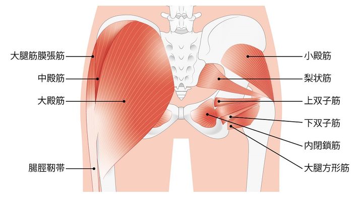 臀筋群