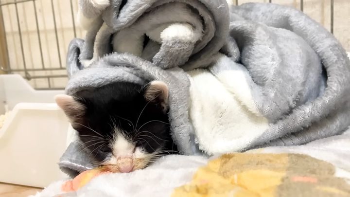毛布に包まれる子猫