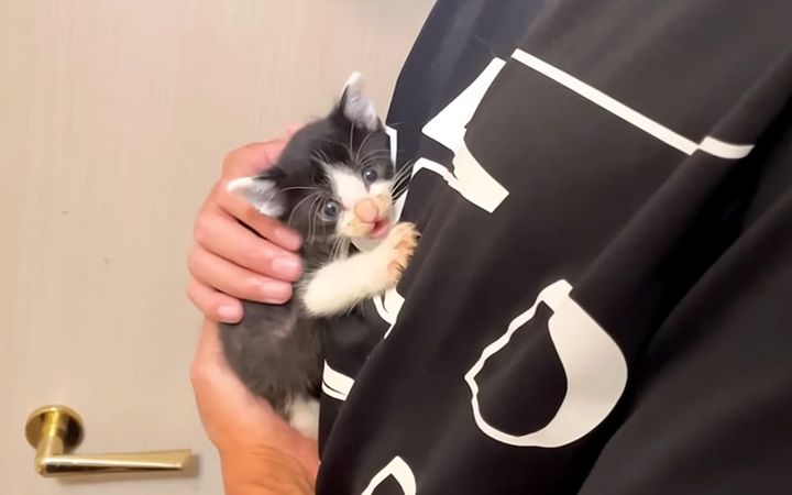 抱っこされる子猫