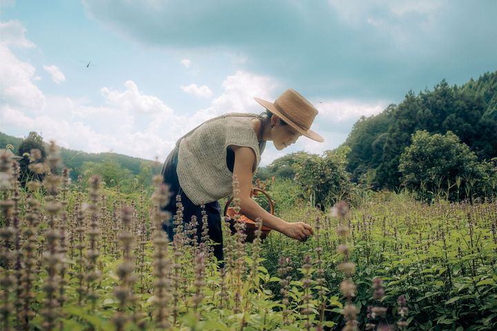 カフェの隣の菜園で隅岡が摘むハーブも食卓を彩る。