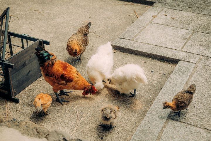 ROOTS 共同代表のツェン・フェイラン宅で飼われている鶏。