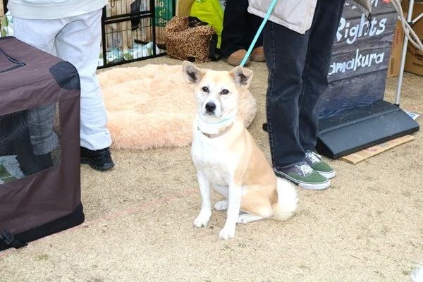 【神奈川県横浜市】「Wan Bonheur 2026」開催決定。たくさんの保護犬と出会えるイベント！