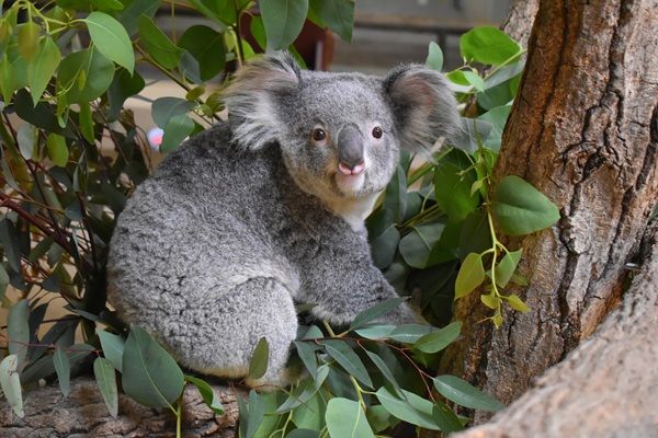 東山動植物園のコアラが食べ残したユーカリをアップサイクル。クラファンで寄附を募集