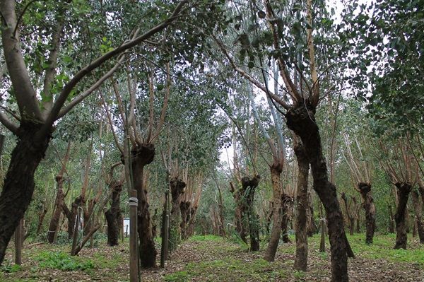 東山動植物園のコアラが食べ残したユーカリをアップサイクル。クラファンで寄附を募集