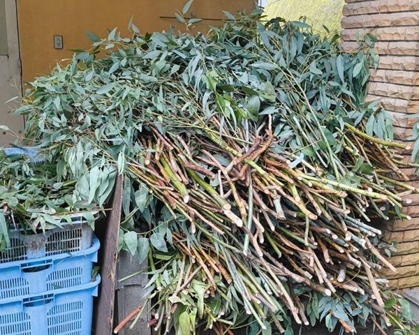 東山動植物園のコアラが食べ残したユーカリをアップサイクル。クラファンで寄附を募集