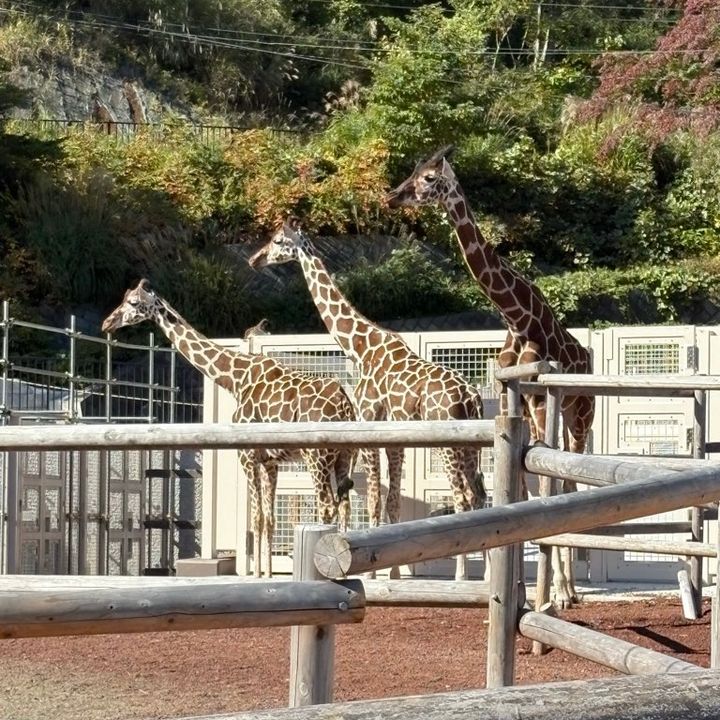 多摩動物公園子連れおでかけ家族でおでかけ動物園キリンの群れ