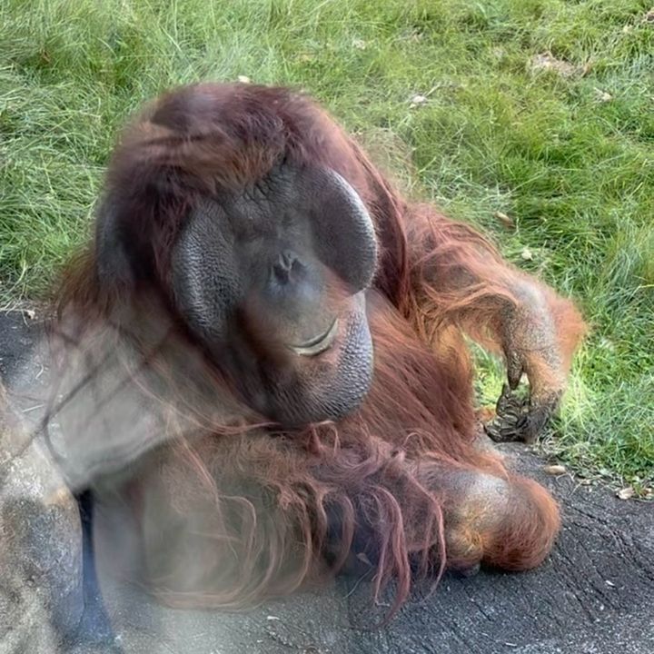 多摩動物公園子連れおでかけ家族でおでかけ動物園オランウータン