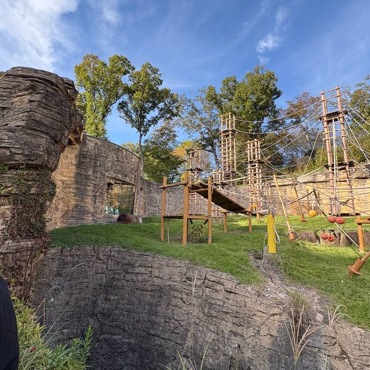 多摩動物公園子連れおでかけ家族でおでかけ動物園オランウータン