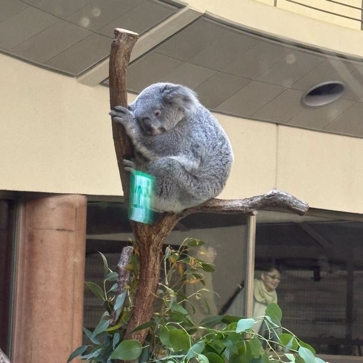 多摩動物公園子連れおでかけ家族でおでかけ動物園コアラ