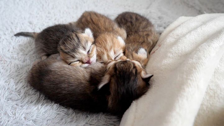 湯たんぽの心地良さを知ってしまった子猫達