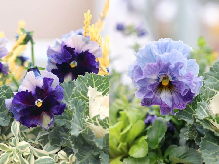 ビオラ‘フェデネージュ ボンソワレ’と ‘フェデネージュ ブルー’