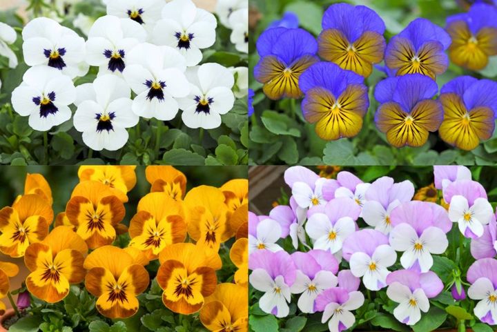 ビオラ‘F1ソルベXP®︎’シリーズ