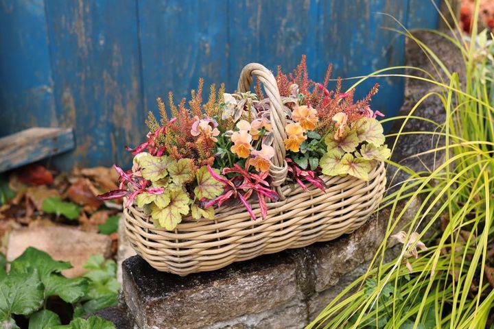 バスケットの寄せ植え