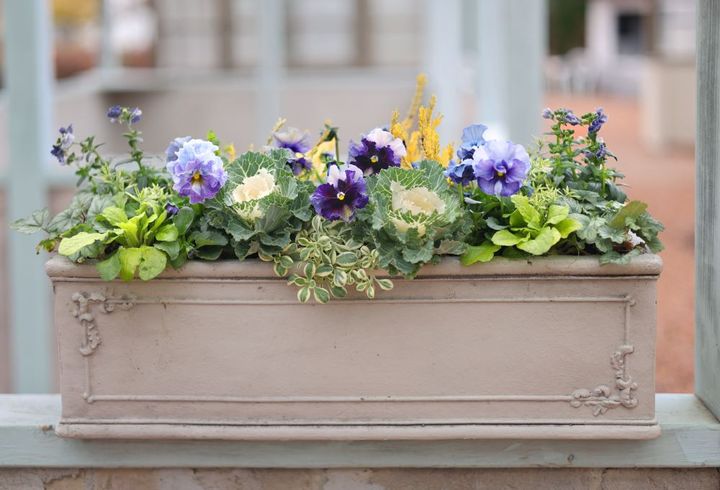 ブルー系パンジーの寄せ植え