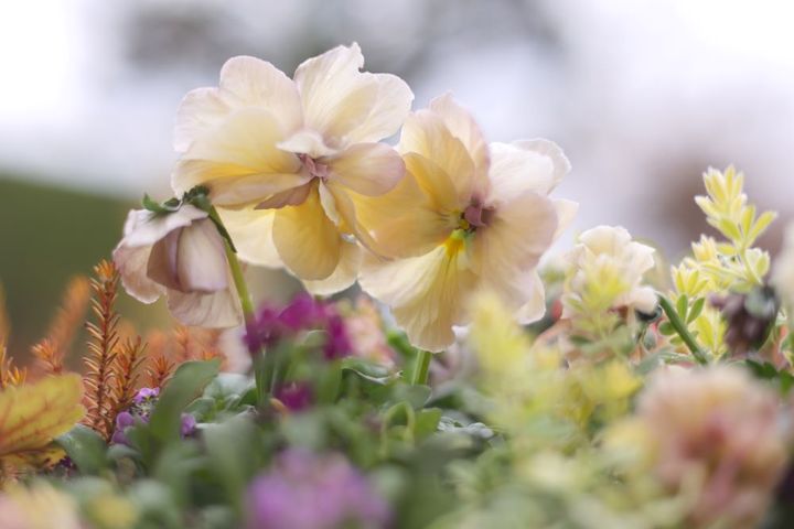 落合けいこさんのパンジー‘花絵本’