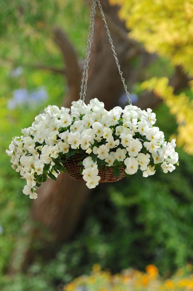 パンジー‘F1プレンティフォール’