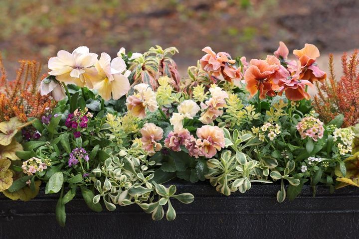 シクラメンとパンジーの冬景色❁⃘まる籠（大） 寄せ植え パンジー＆ビオラの冬の寄せ植え実例5選｜育種家パンジー＆ビオラを輝