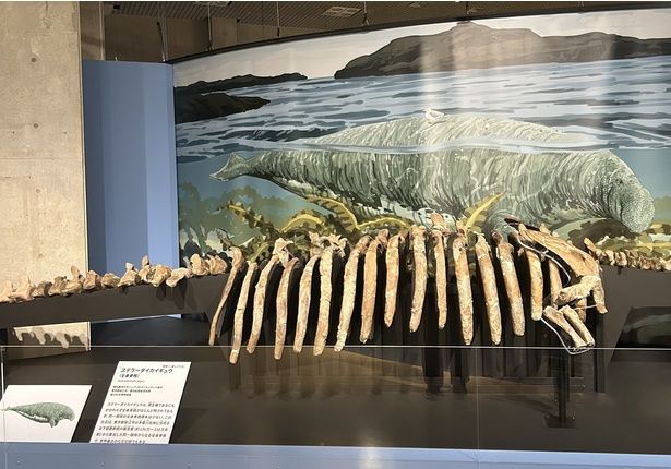 ステラーダイカイギュウ 国立科学博物館蔵