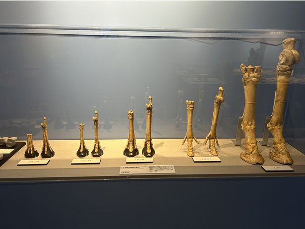 ウマ科の脚は種の進化につれて変化していった 栃木県立博物館蔵