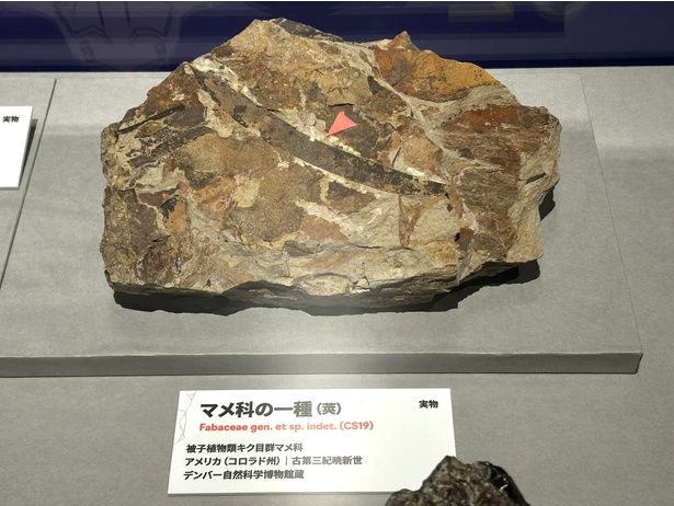 マメ科の一種 デンバー自然科学博物館蔵