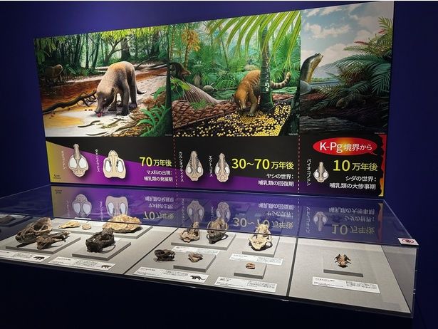 大量絶滅から時間が経つごとに進化していった哺乳類の頭の化石が並べられて展示 デンバー自然科学博物館蔵