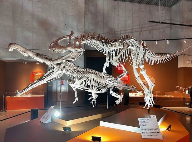 レドンダサウルス(奥・レプリカ)とクリオロフォサウルス(手前・レプリカ) 福井県立恐竜博物館蔵・国立科学博物館蔵