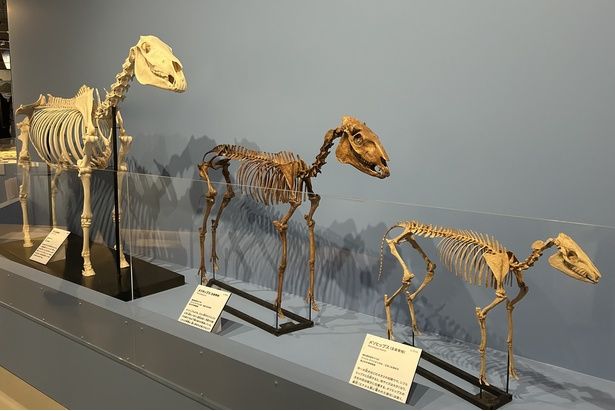 左から右へと古い種から新しい種へと進化した標本が並んでいる(左から順にメソヒップス、メリキップス、ウマ) 国立科学博物館蔵