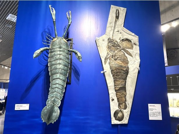 アクティラムスの復元模型(左)と化石レプリカ(右) 国立科学博物館蔵