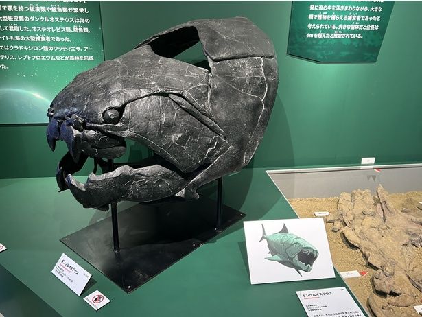 ダンクルオステウス(レプリカ) 国立科学博物館蔵