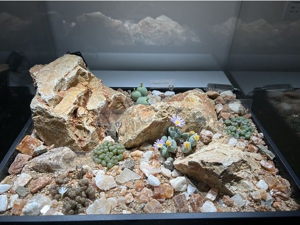 絶滅危惧種に指定されている動植物標本の展示も