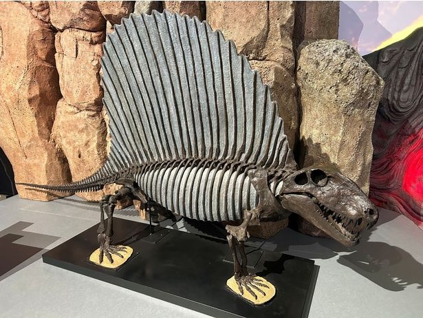 ディメトロドン(レプリカ) 国立科学博物館蔵