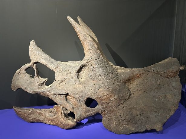 トリケラトプス(頭骨・レプリカ) 国立科学博物館蔵