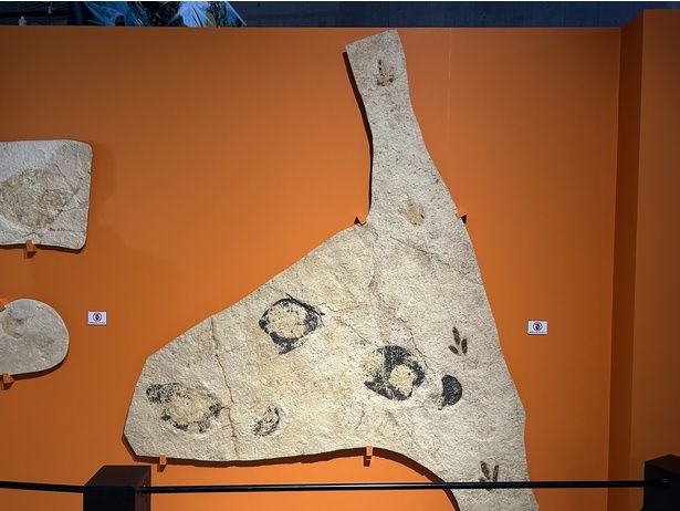 恐竜の行跡化石(レプリカ) ジュラシカミュージアム(スイス)蔵