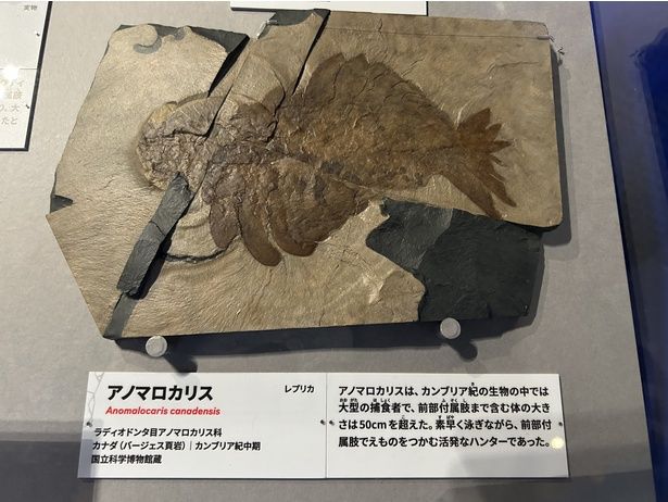 アノマロカリス(レプリカ) 国立科学博物館蔵