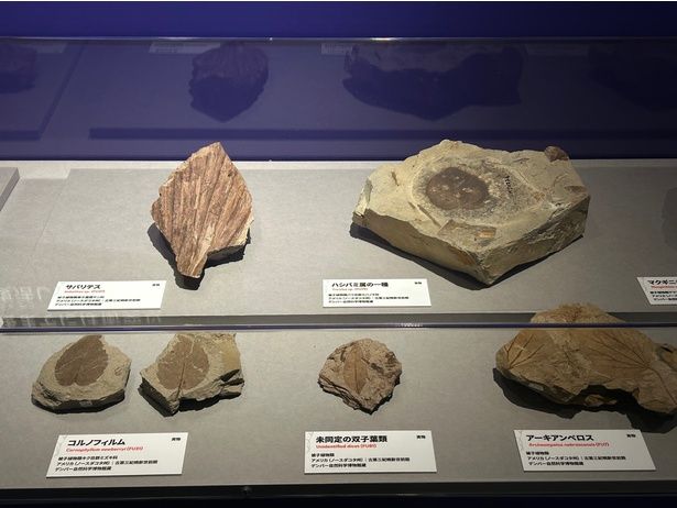 デンバー自然科学博物館から来日した貴重な標本のなかには、現代でも見られるような植物の葉の化石も デンバー自然科学博物館蔵