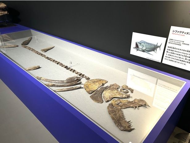 シファクティヌス 福井県立恐竜博物館蔵