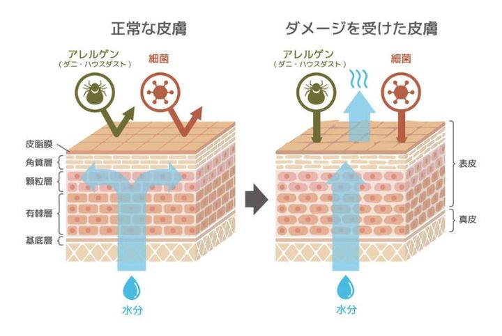 皮脂の代わりとなって肌をバリア