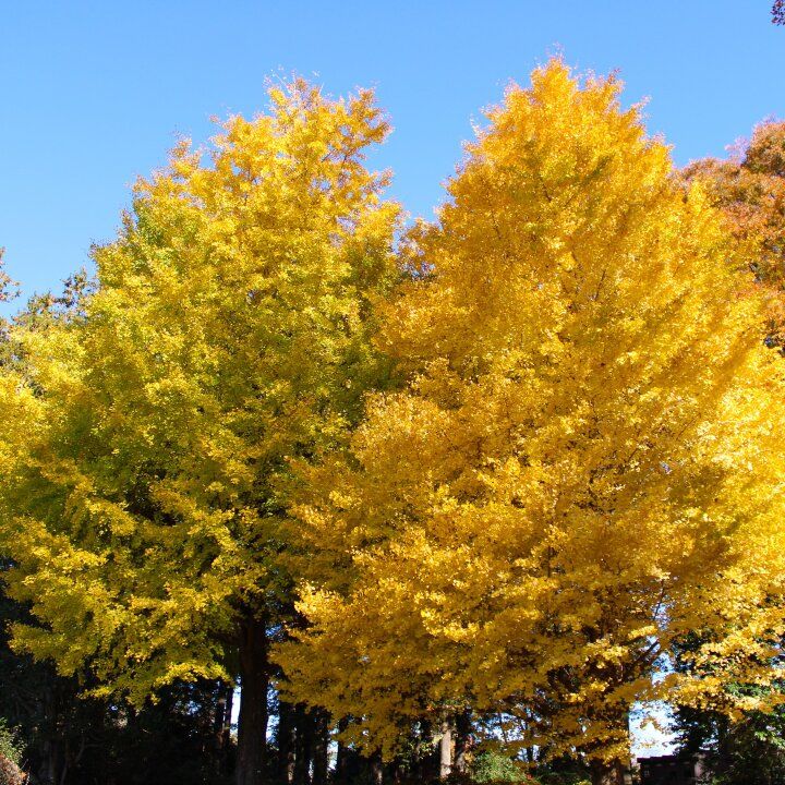 紅葉とバラが見頃♪深大寺・神代植物公園のカフェ「グリーンサロン」で癒しのひととき