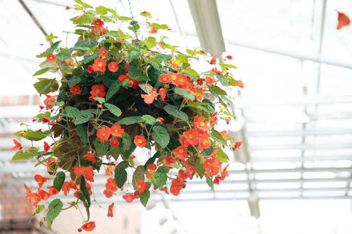 紅葉とバラが見頃♪深大寺・神代植物公園のカフェ「グリーンサロン」で癒しのひととき
