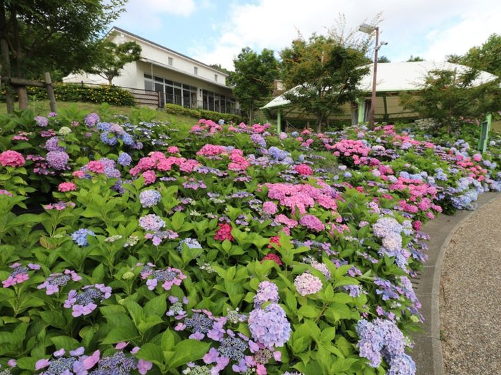 All About ニュース編集部が全国250人を対象に実施した子連れで行きたい道の駅に関するアンケートの調査結果から、子連れで行きたいと思う「大阪府の道の駅」ランキングを発表！ 2位「しらとりの郷・羽曳野（羽曳野市）」を抑えた1位は？